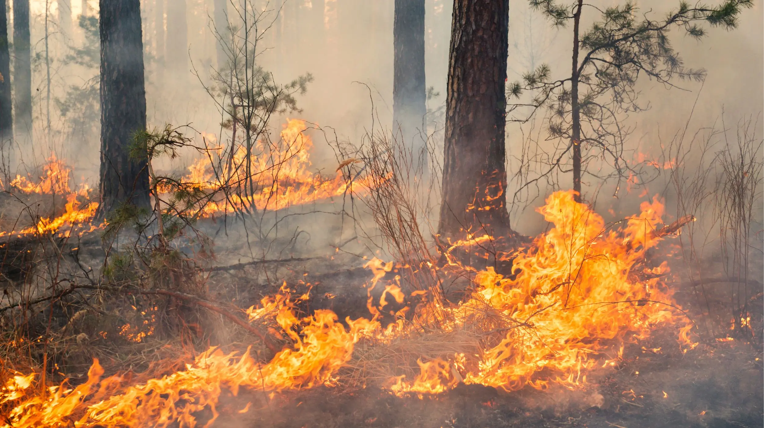 Le mégot est une des premières causes des départs d'incendie